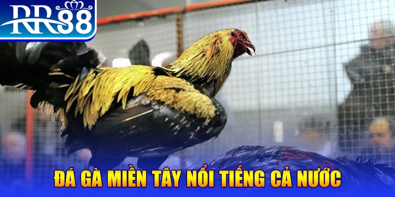 hitclup đá gà 88